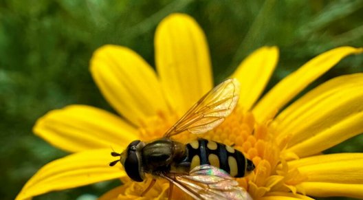 Bitininkai kviečiami pasinaudoti parama papildomam bičių maitinimui
